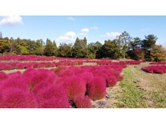 国営みちのく杜の湖畔公園(みちのく公園) コキアの紅葉の写真1