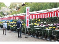 塩竈市菊祭り及び宮城中央菊花展の写真1