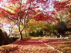 きみまち阪県立自然公園の紅葉の写真1