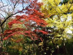 翠ヶ丘公園の紅葉の写真1
