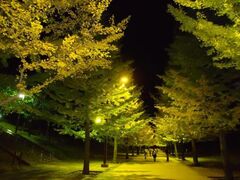 あづま総合運動公園のイチョウ並木の写真1