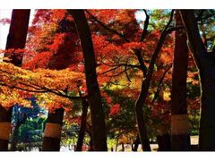 須賀川牡丹園の紅葉の写真1