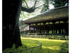 新宮熊野神社「長床」と黄葉の写真1