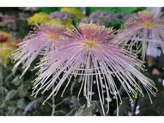 水戸の菊花展の写真1