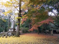 佐白山麓公園・佐白山の紅葉の写真1