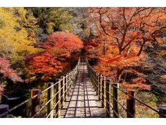 花貫渓谷 紅葉まつりの写真1