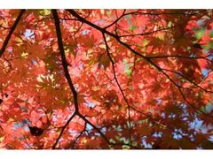 日光植物園の紅葉の写真1