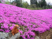 てえすけパパさんのフラワーヒル菊池高原の投稿写真1