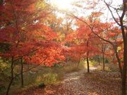 KPさんの三木山森林公園の投稿写真1