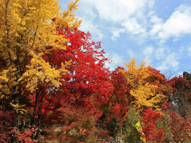朧月夜さんの大井平公園の紅葉の投稿写真1