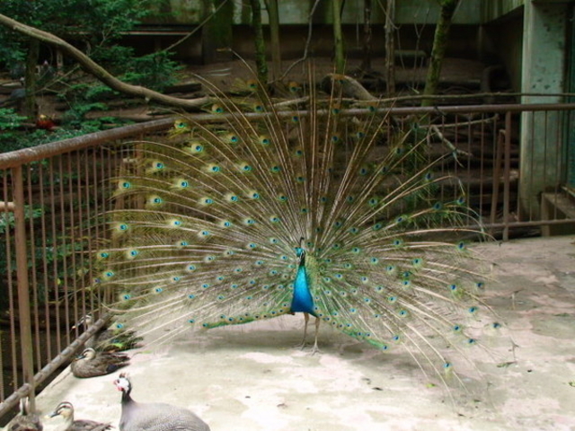 ひっちぃさんの小鳥と小動物の森(アルプス公園内)の投稿写真1