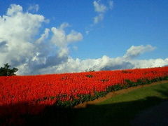 とっとり花回廊の写真1