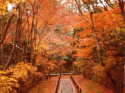 hasep2005さんの高桐院の投稿写真1