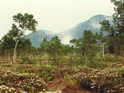 hasep2005さんのつつじヶ原自然探勝路の投稿写真1