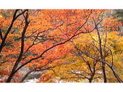 ☆Merci☆さんの特別名勝 三段峡の投稿写真1