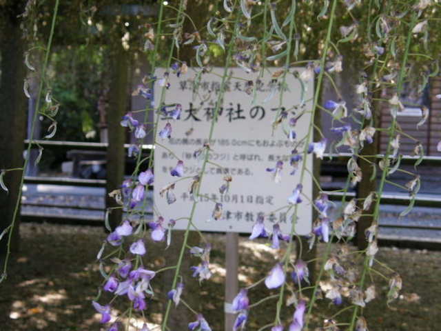 三大神社の砂擦りの藤