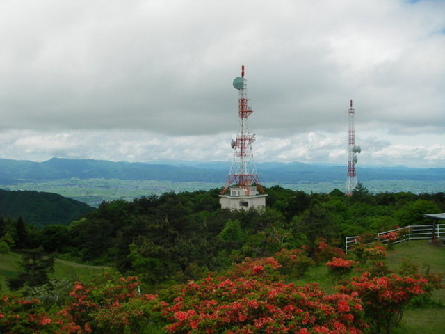 背炙山のツツジ