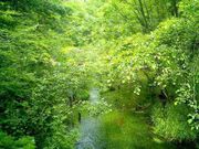旅の浮雲さんの田代池の投稿写真1