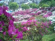 旅の浮雲さんの西山公園のツツジの投稿写真1