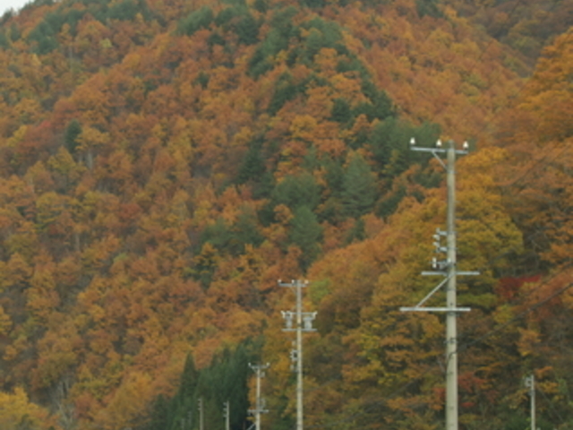 せせらぎ街道の紅葉