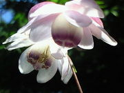 日高昆布さんの御岳山の投稿写真1