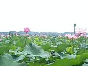 トパテンさんの伊豆沼の投稿写真1