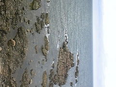 トンピーさんの入道崎への投稿写真1