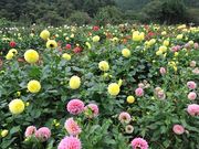 のりぞぅさんの両神山の投稿写真1