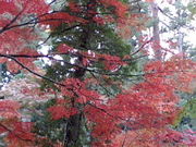 進藤さんの中尊寺金色堂の投稿写真1