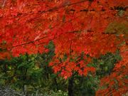 タケさんの奥津渓の紅葉の投稿写真1