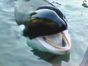 たまきっちさんの太地くじら浜公園の投稿写真1