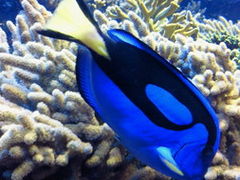 鳥羽水族館の写真1