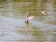 ヤマメさんの鳴沢湖の投稿写真1
