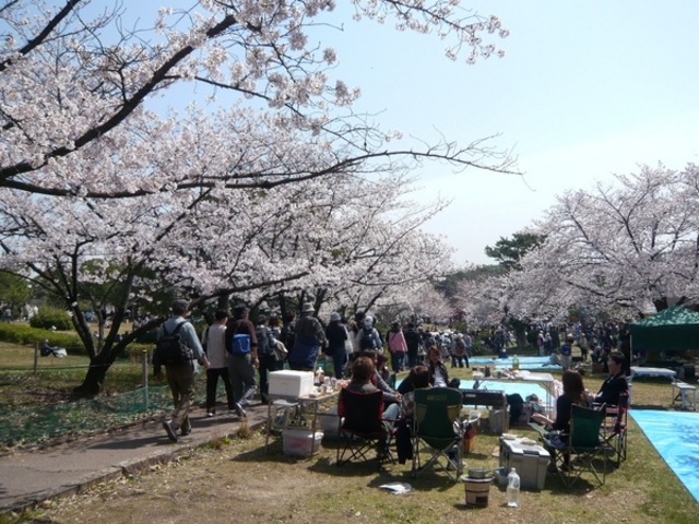 洲原公園の桜