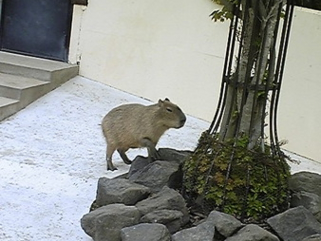 秋田市大森山動物園〜あきぎんオモリンの森〜