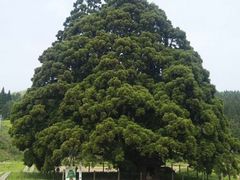 ヤックンさんの小杉の大杉(トトロの木)への投稿写真1