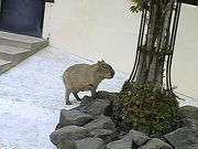 みなこいさんの秋田市大森山動物園〜あきぎんオモリンの森〜の投稿写真1