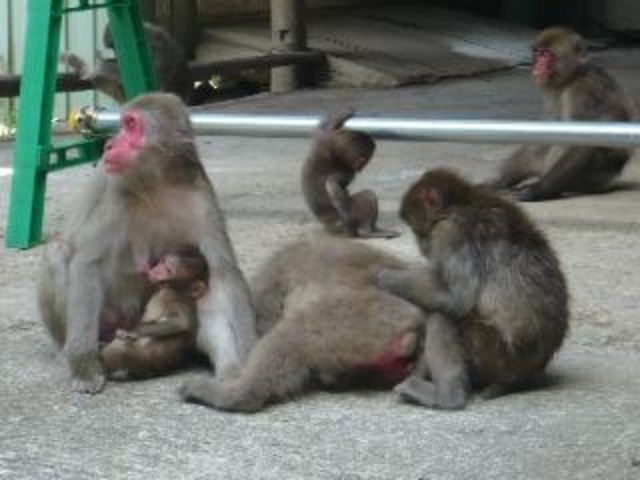 船越山るり寺モンキーパーク