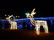 rinaさんの兵庫県立フラワーセンターの投稿写真1