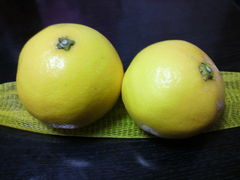 あーろんさんの道の駅 伊東マリンタウンへの投稿写真1