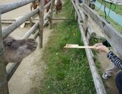 てらさんの三瀬ルベール牧場どんぐり村の投稿写真1