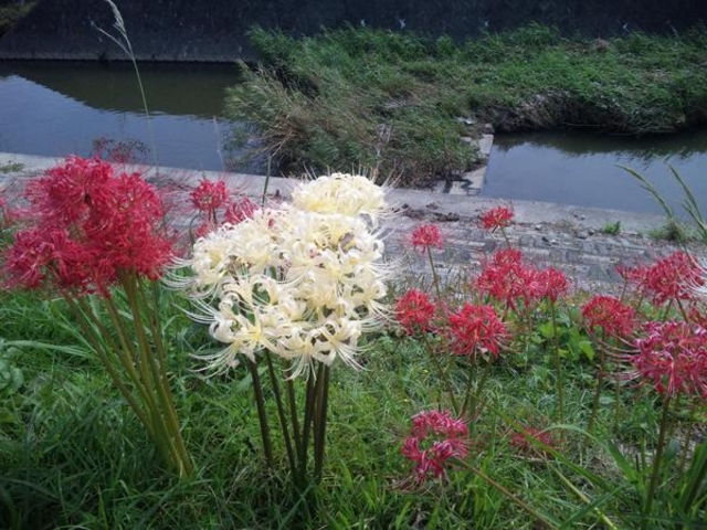 矢勝川堤の彼岸花