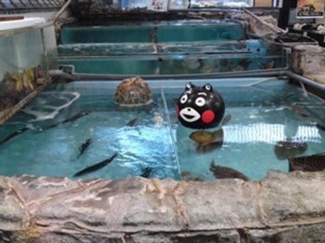 天草地魚料理 いけすやまもと