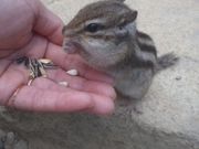 お茶茶さんのリスの森の投稿写真1