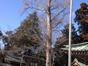 はるちゃんさんのナンジャモンジャの木(ハルニレ)の投稿写真1