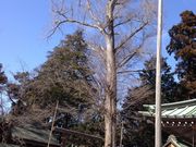 はるちゃんさんのナンジャモンジャの木(ハルニレ)の投稿写真1