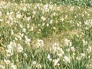 リコさんの水仙の投稿写真1