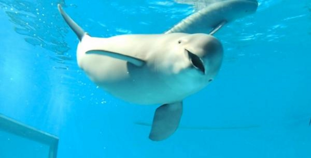 宮島水族館「みやじマリン」