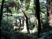 もんぱんさんの自生ヘゴの投稿写真1