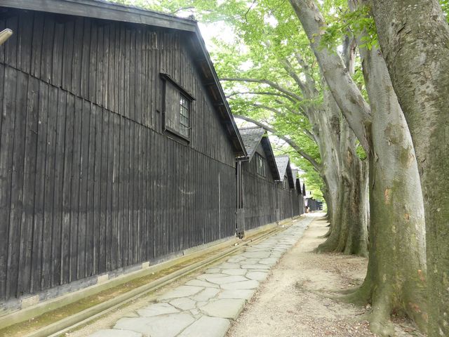 倉庫裏の並木遊歩道_山居倉庫
